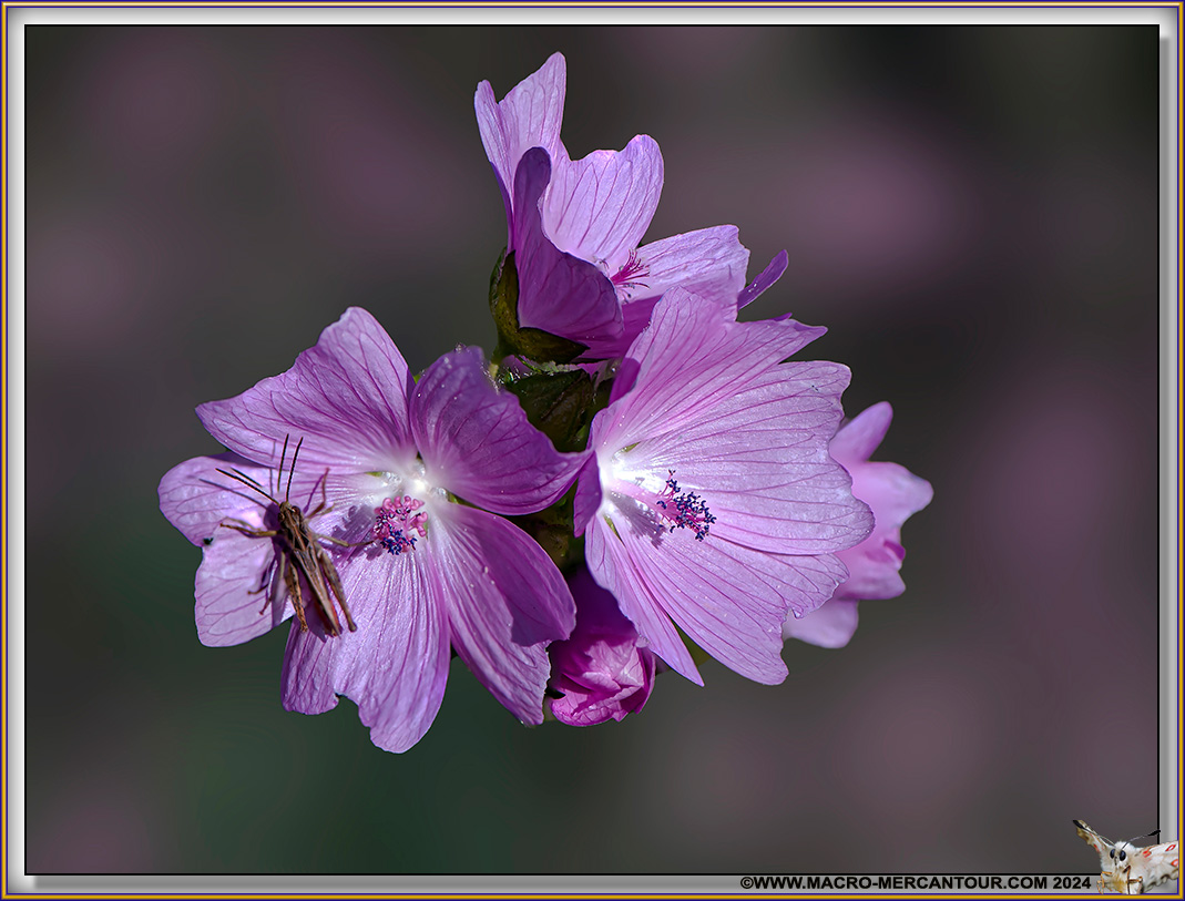 Mauve alcée